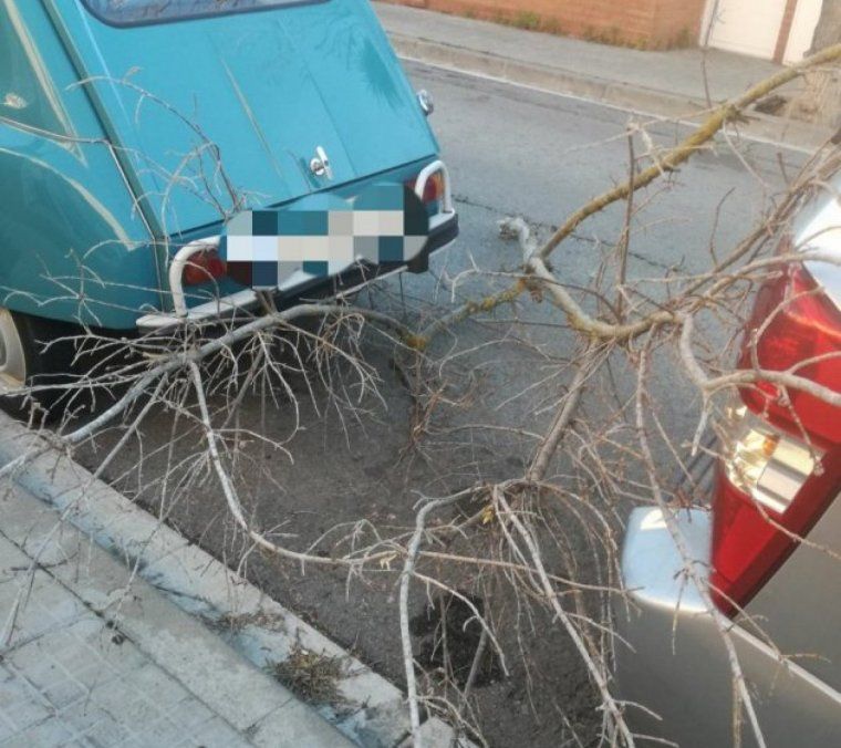 Un arbre caigut a Cerdanyola durant la passada setmana