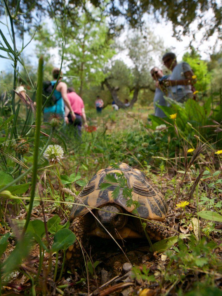 La tortuga mediterranea és una espècie protegida