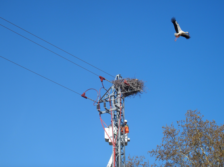 La companyia de la llum fomenta un pla de protecció de l'avifauna