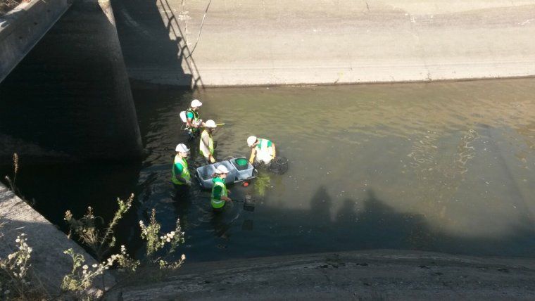 Una acció per rescatar peixos i altres espècies