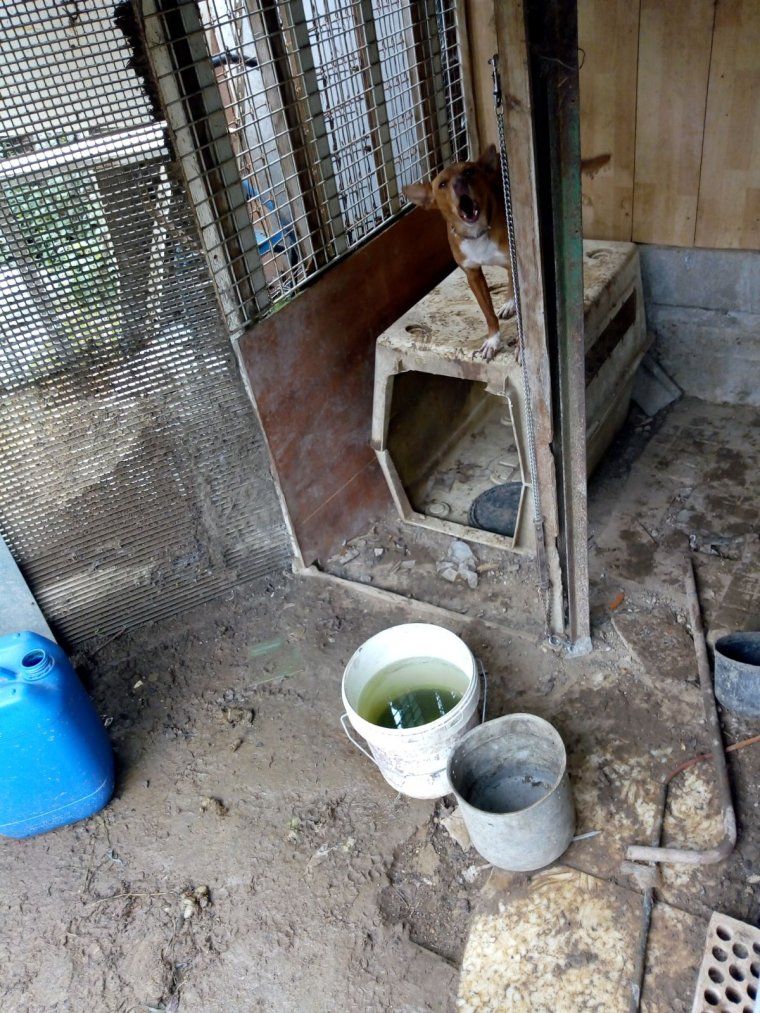 ADAC es va trobar gossos en gàbies petites i gats i animals de granja