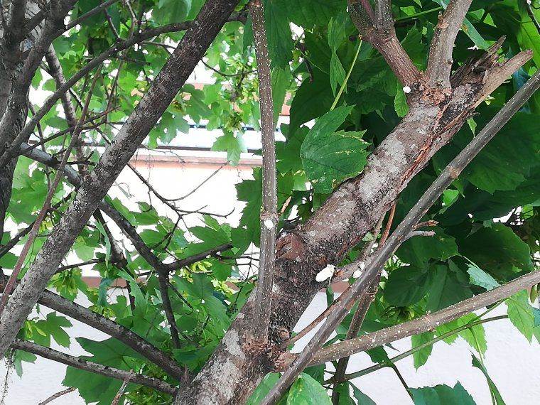La cotxinilla ha infectat 34 aurons als carrers Sant Ramon i Sant Martí