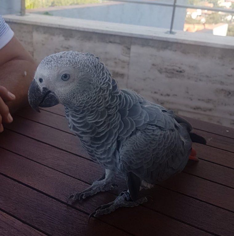 El lloro gris trobat a Montflorit