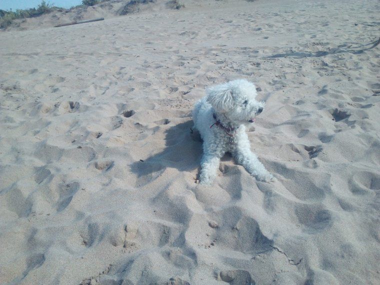 Gos a la platja