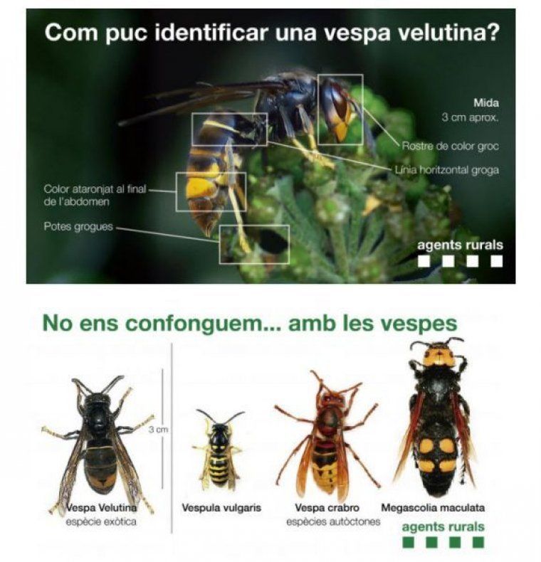 Així són les vespes asiàtiques