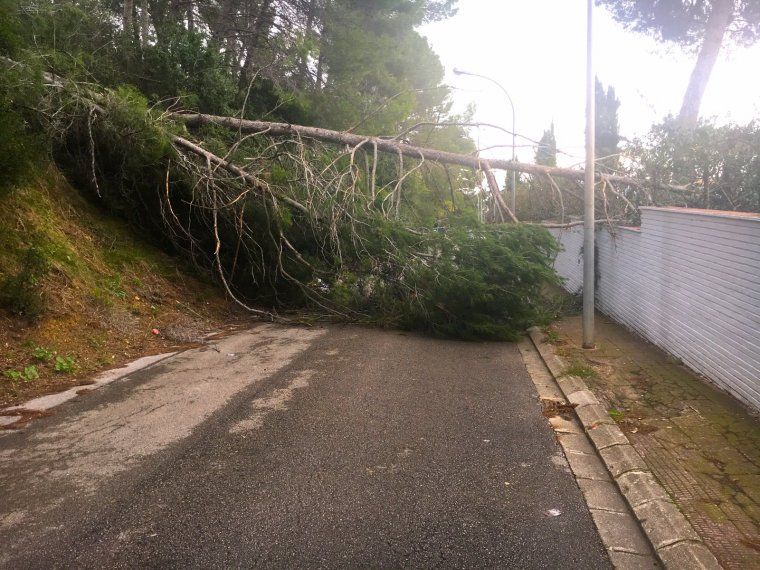 L'arbre en qüestió