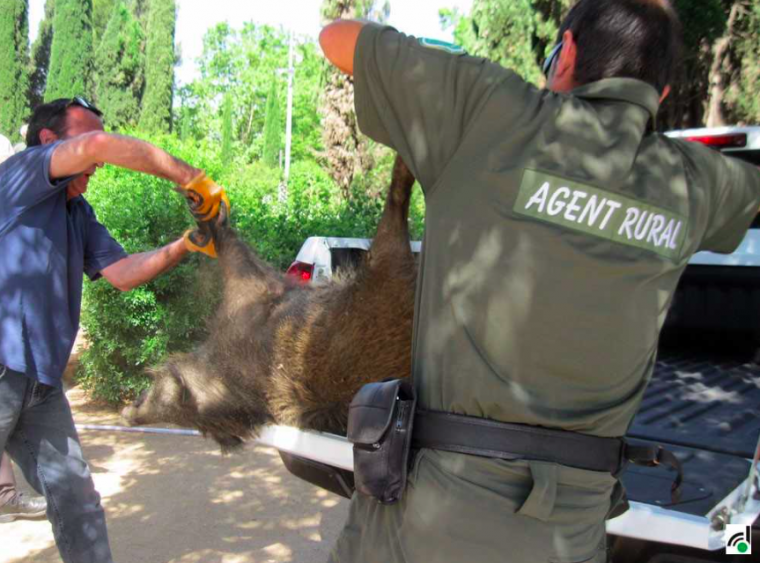 Aquesta imatge del 2017 mostra la intervenció al parc de Cordelles, on va ser sedat un senglar, després d'una intervenció policial. FOTO: Arxiu TOT Cerdanyola. 