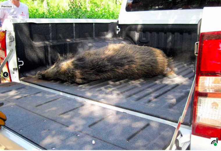 Són els primers casos detectats a Espanya des del 1994. A la imatge d'arxiu un porc senglar dins el transport dels agents rurals, a Collserola. FOTO: Arxiu
