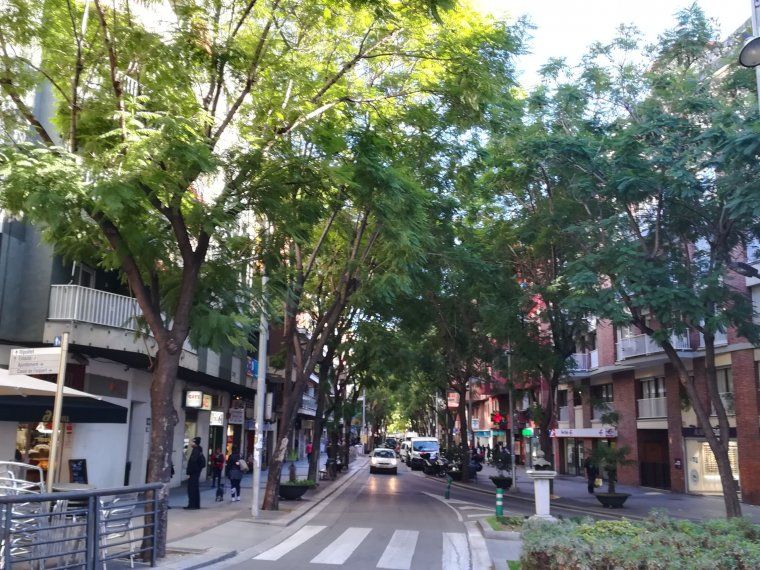 Es rebaixaran les copes dels arbres de l'avinguda de Catalunya