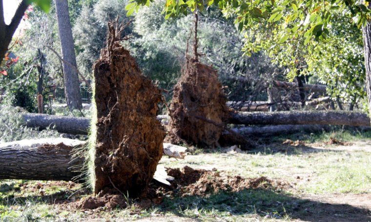 Arbre arrencat per una ventada en una imatge d'arxiu.