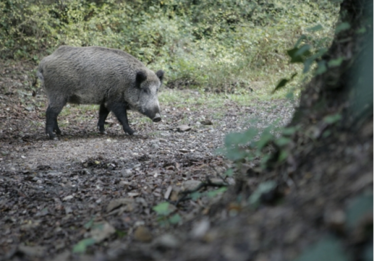 Un dels senglars de la serra de Collserola. Foto: Arxiu