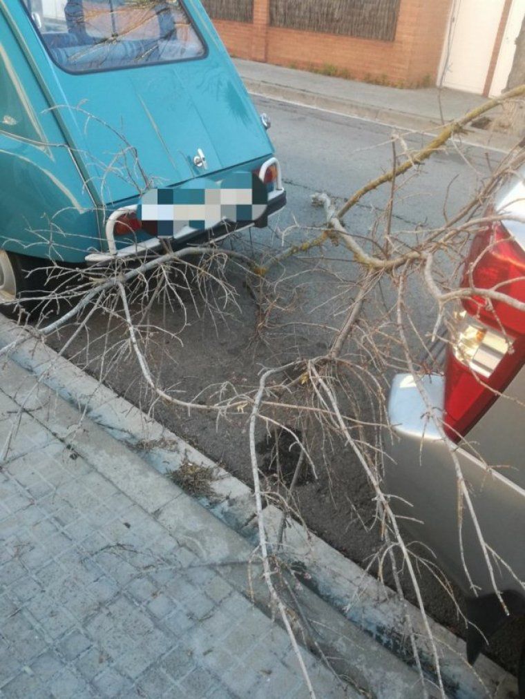 Un arbre caigut a Cerdanyola durant la passada setmana