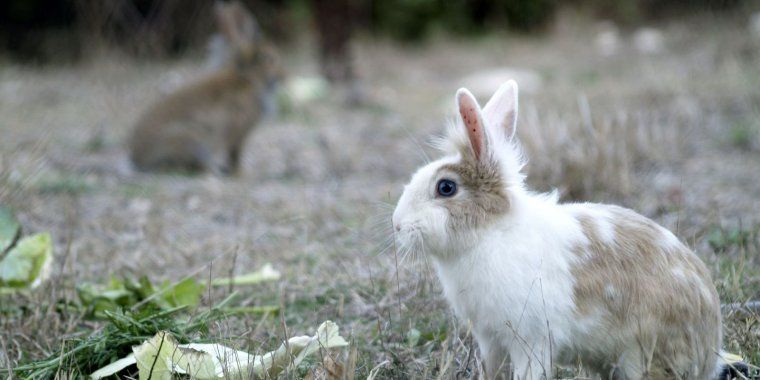 Comença la temporada de caça al Parc de Collserola. FOTO: Arxiu Comença la temporada de caça al Parc de Collserola. FOTO: Arxiu