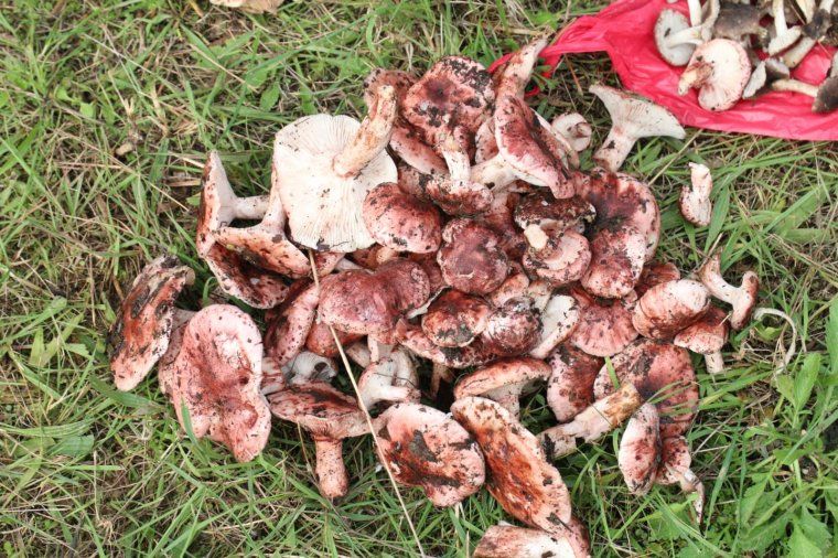 Bolets que es trobaven pel camí a l'església de Sant Iscle