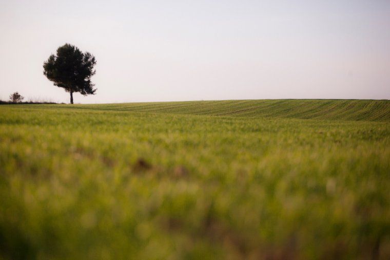 Un paisatge de Collserola