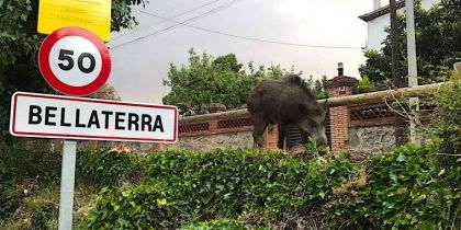 Un porc senglar a l'entrada de Bellaterra. Foto: ARXIU