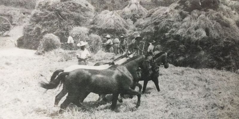 Batent un camp de blat, 1943 (Cedida per Joan Escorsell, %22Xamarrillo%22)