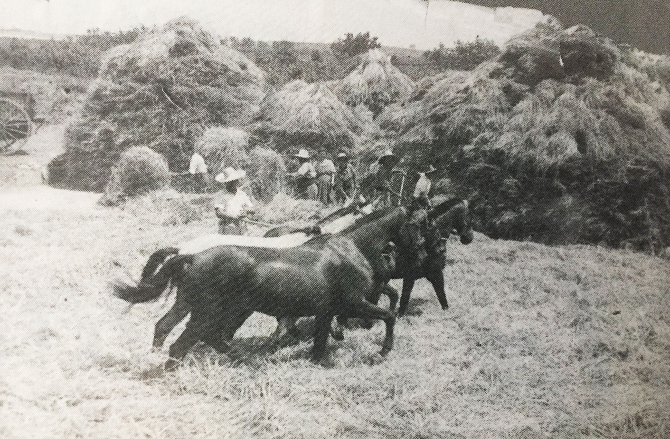 Batent un camp de blat, 1943 (Cedida per Joan Escorsell, %22Xamarrillo%22)