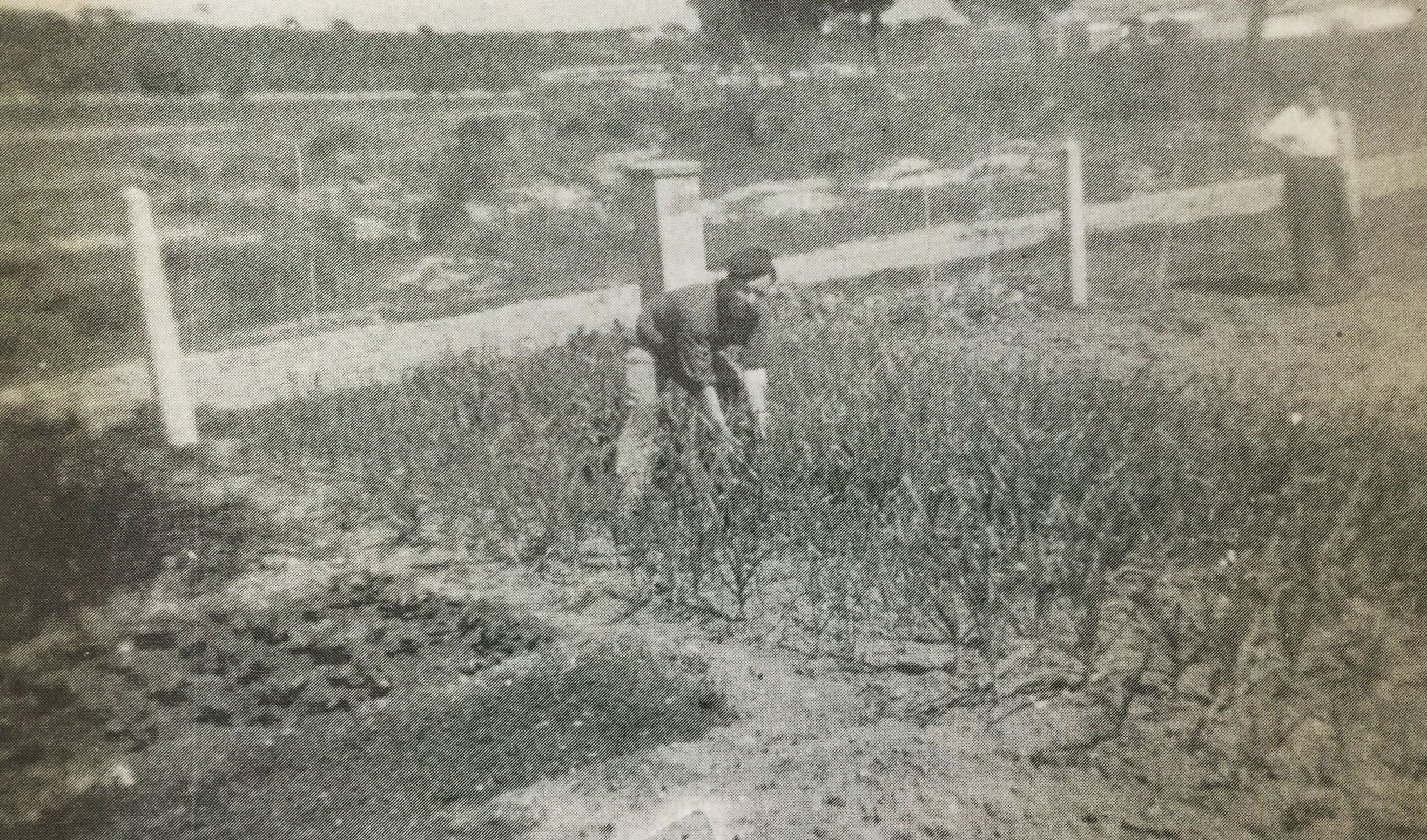 TOT207 Serraparera50s