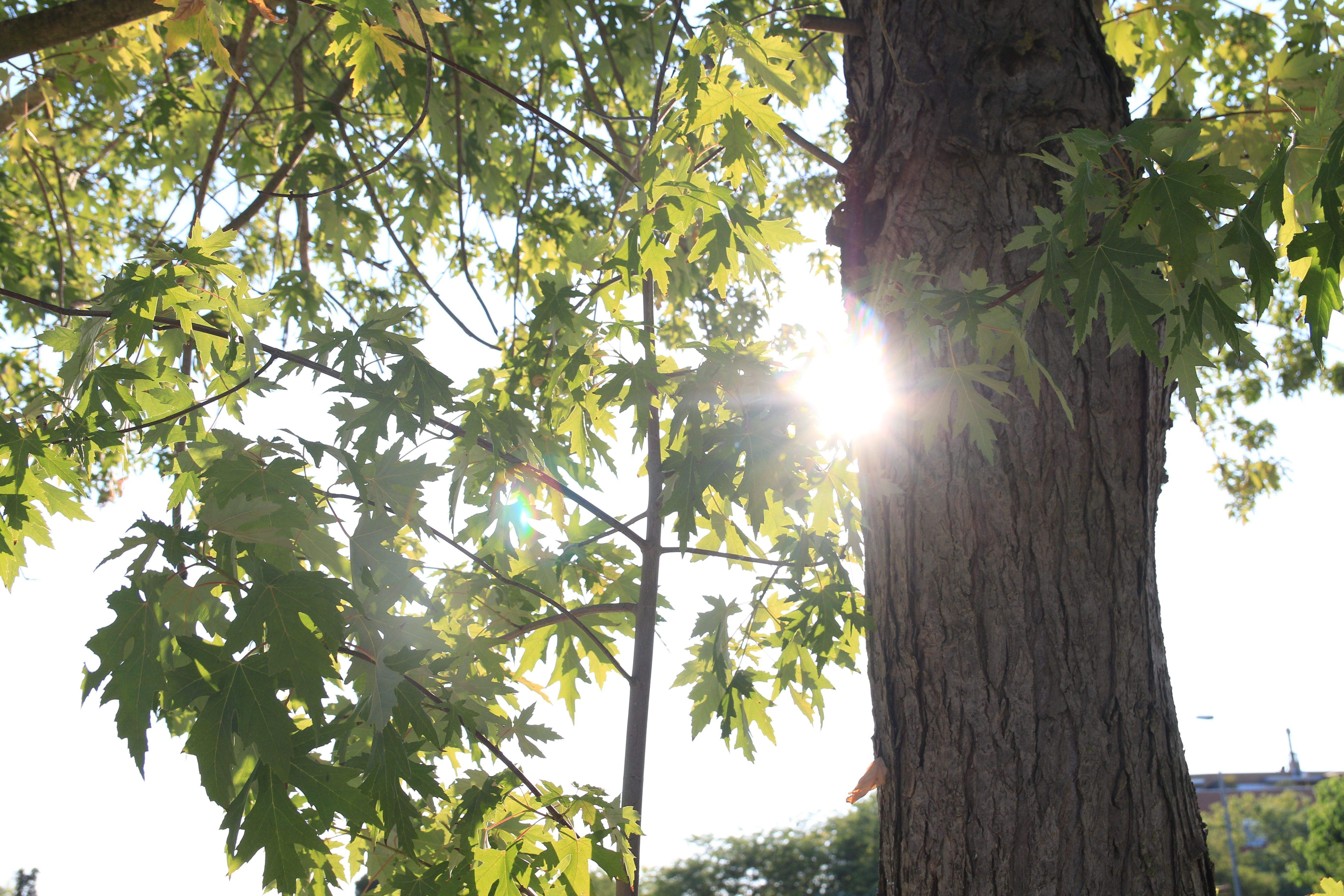 La calor ha sigut la protagonista de la setmana a Cerdanyola del Vallès. FOTO: Lali Àlvarez