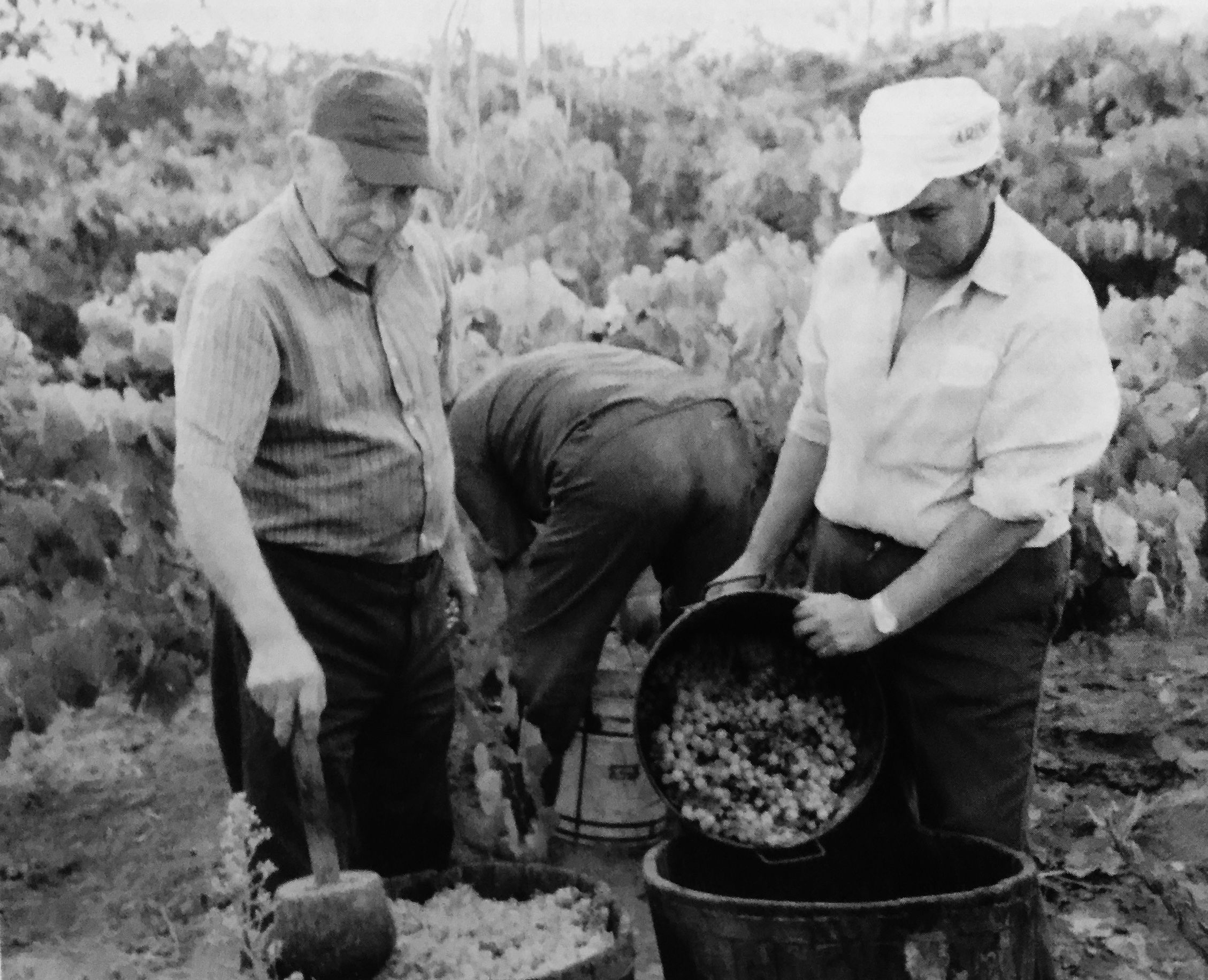 Francesc Berenguer (a l'esquerra) a la seva vinya a Cerdanyola
