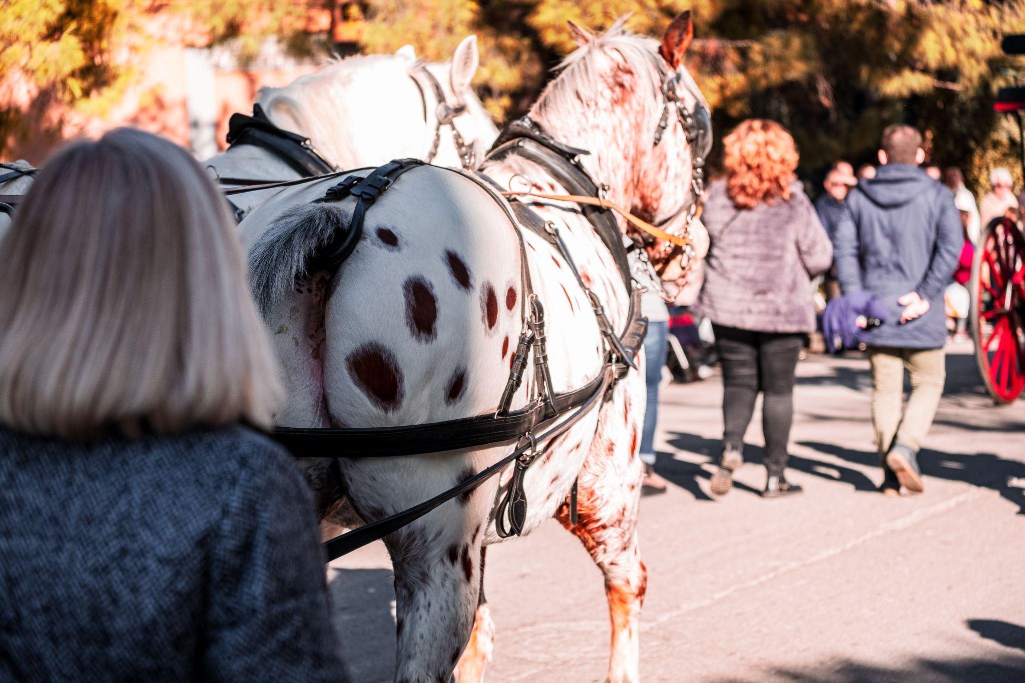 Passen els Tres Tombs pels carrers de Cerdanyola. FOTO: Ale Gómez