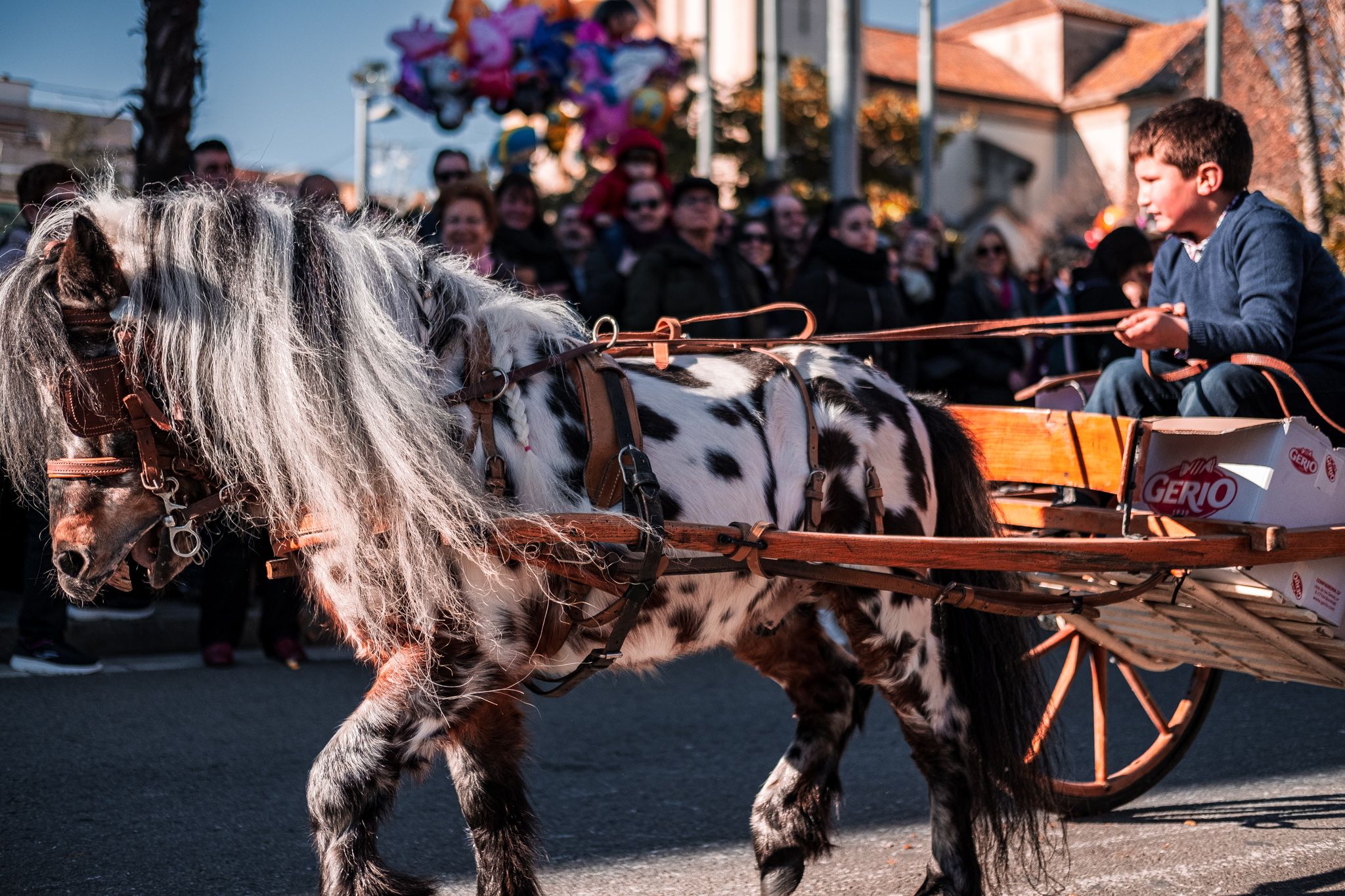 Passen els Tres Tombs pels carrers de Cerdanyola. FOTO: Ale Gómez