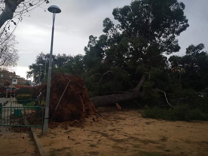 El temporal ja ha fet caure alguns arbres a Cerdanyola. FOTO: Danny Romero