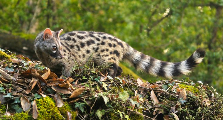 La geneta, un gat mesquer del bosc