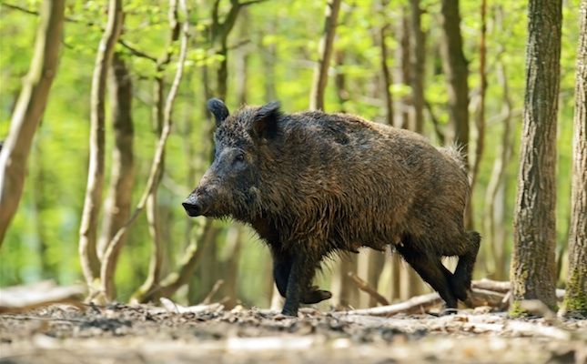 El porc senglar, l'animal més gran del parc