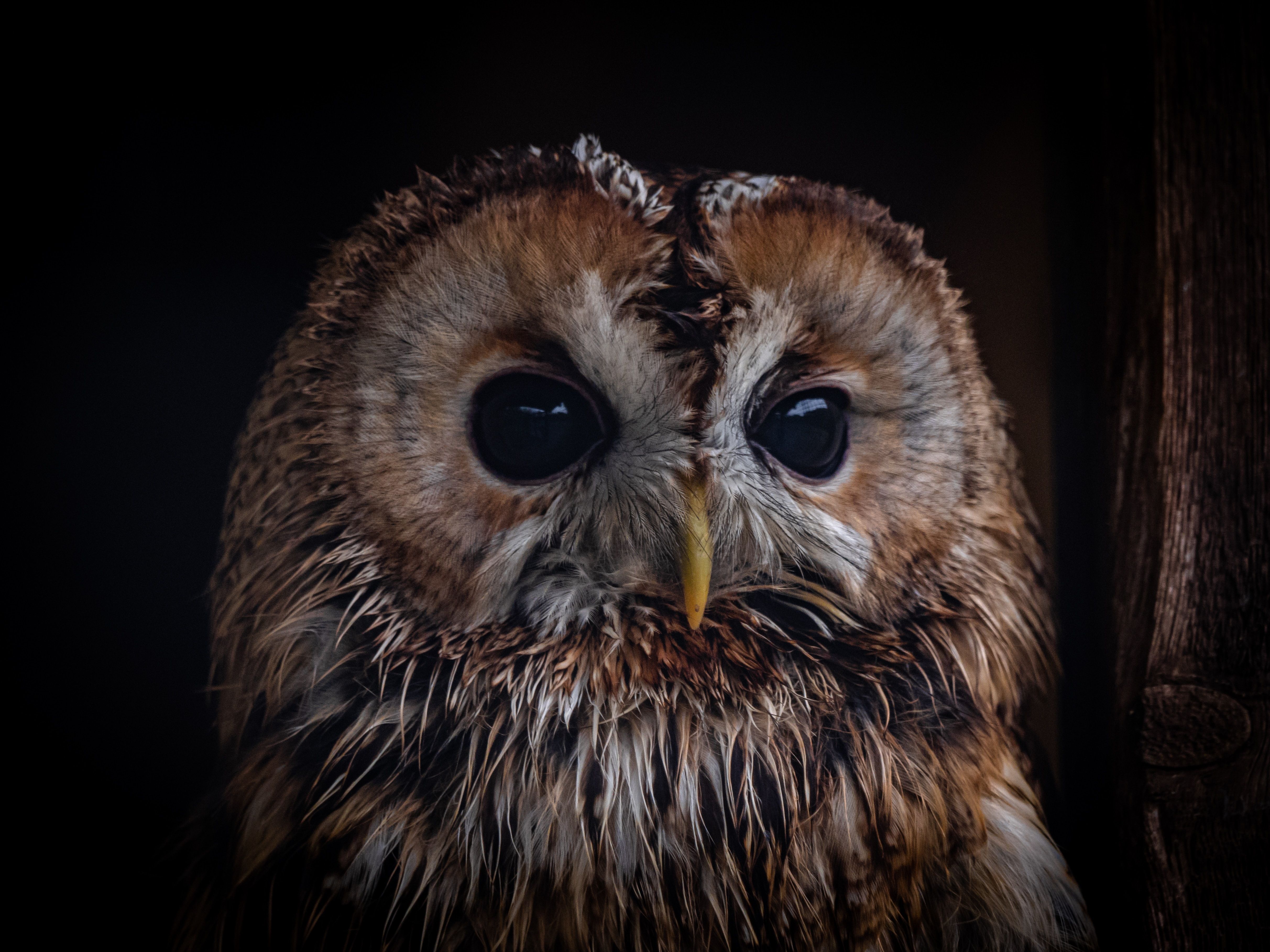El gamarús, un rapinyaire nocturn El gamarús, un rapinyaire nocturn