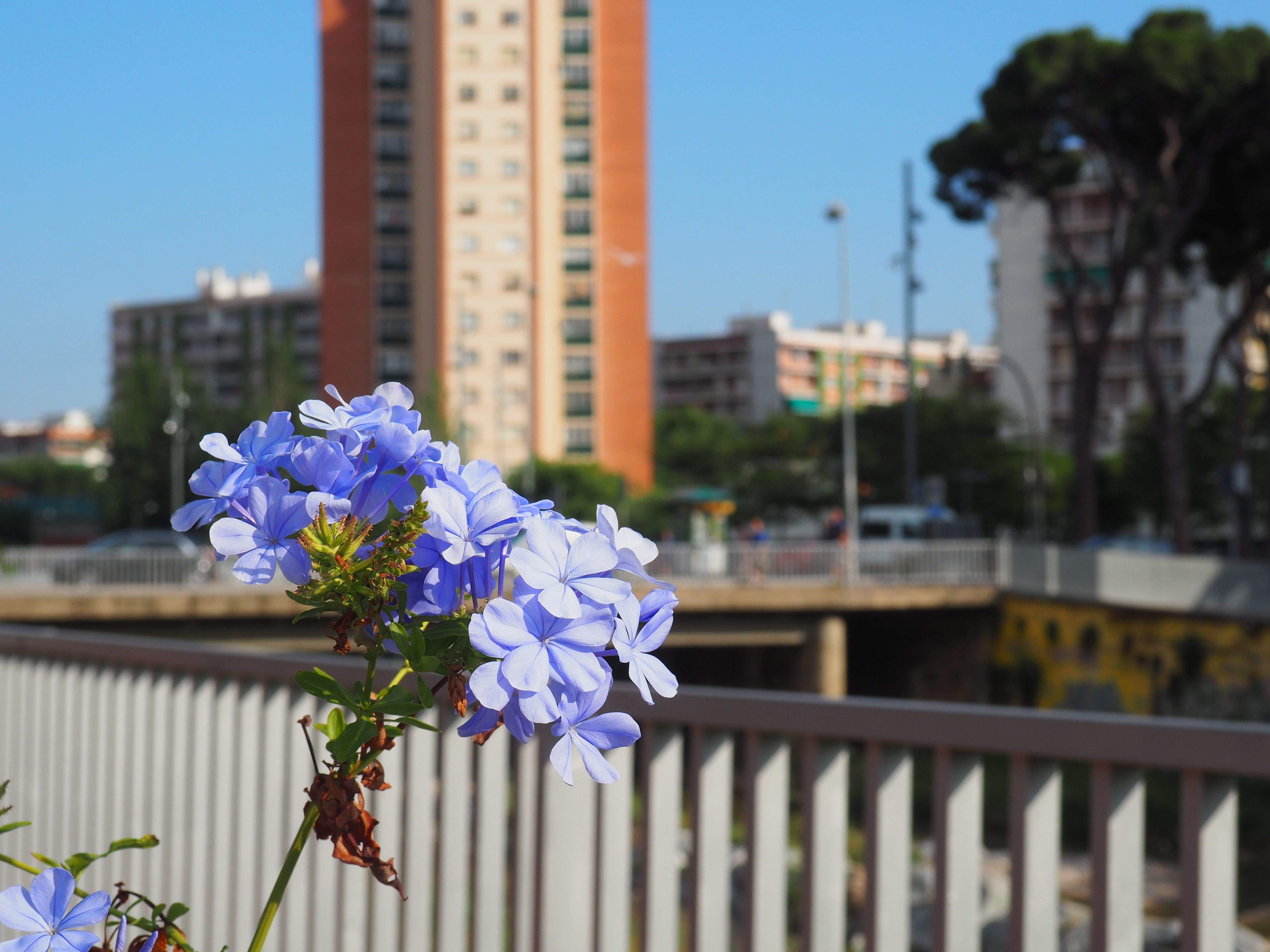 Temps estable i amb temperatures primeverals. FOTO: Mónica GM