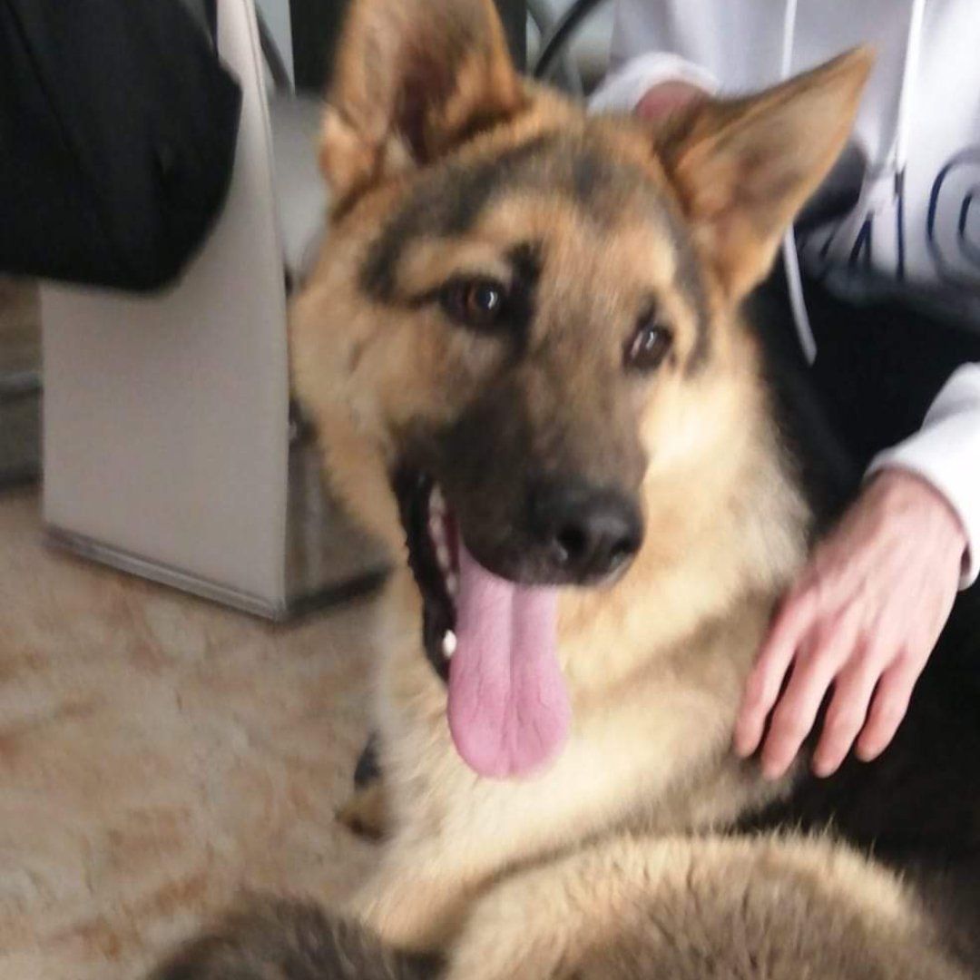 El gos trobat a Can Coll. FOTO: ADAC Cerdanyola