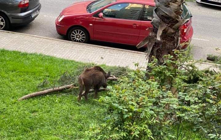 Un porc senglar al barri Banús Bonasort. FOTO: @Ailuroedus a Twitter