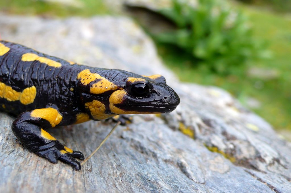 Els animals han proliferat sense la presència dels humans a Collserola. FOTO: Parc Natural Collserola