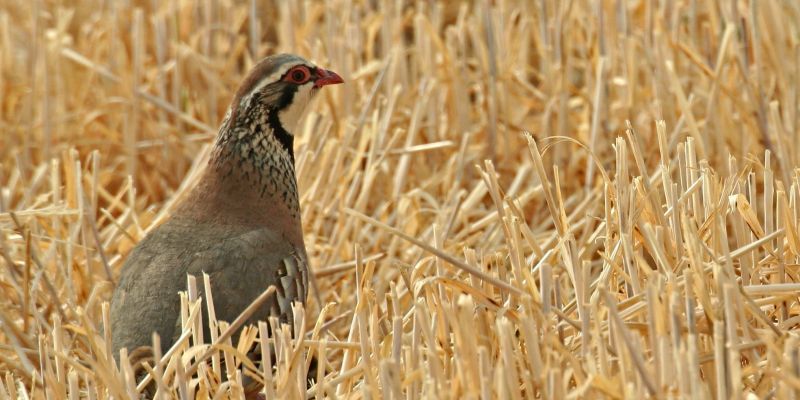 Perdiu roja Alectoris rufa.