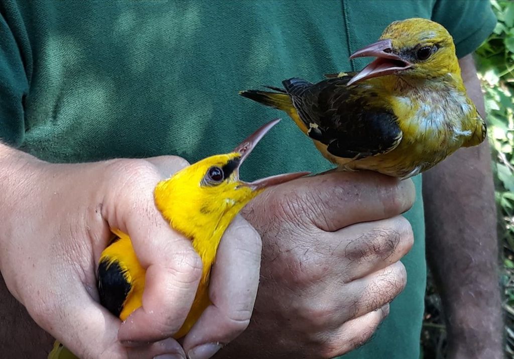 Ocells Oriols a la UAB. FOTO: UAB
