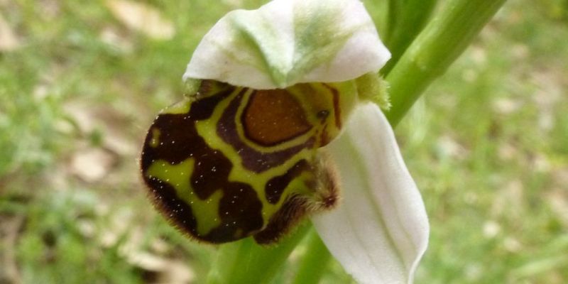 Orquídea Apifera a la UAB. FOTO: UAB Orquídea Apifera a la UAB. FOTO: UAB