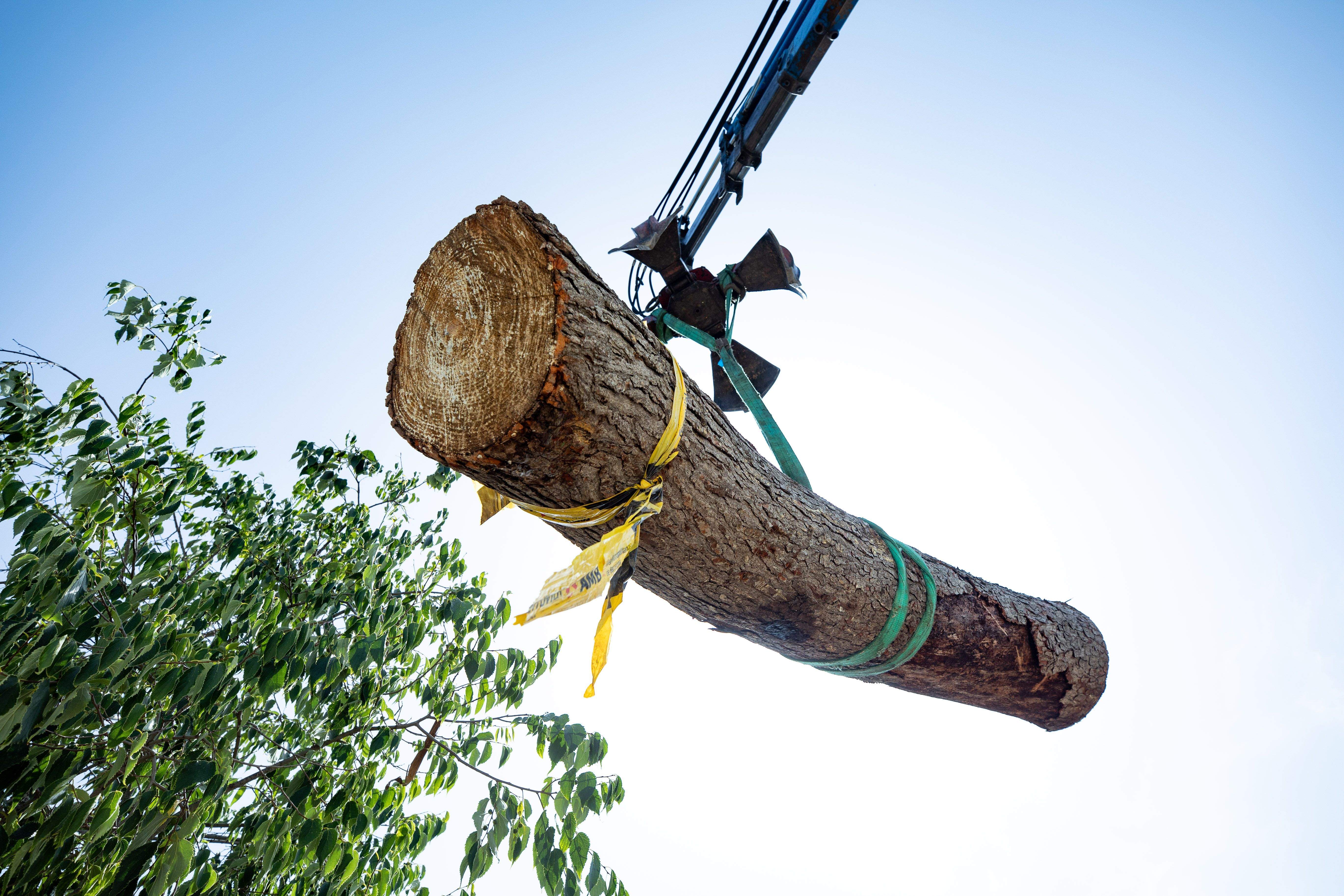 L'AMB construeix refugis de biodiversitat aprofitant arbres caiguts. FOTO: Cedida