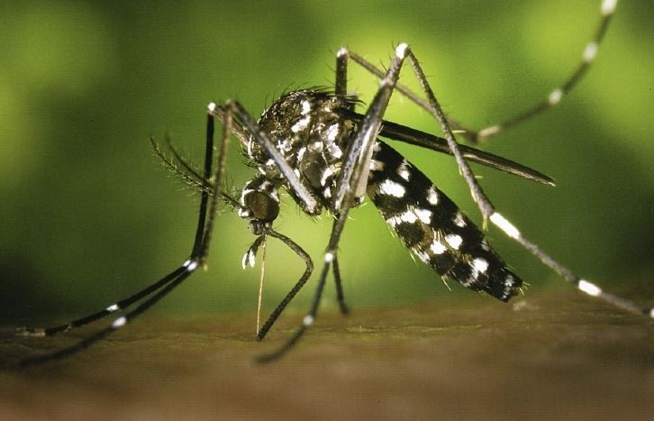 El mosquit tigre es va detectar per primer cop al Vallès Occidental.  El mosquit tigre es va detectar per primer cop al Vallès Occidental.