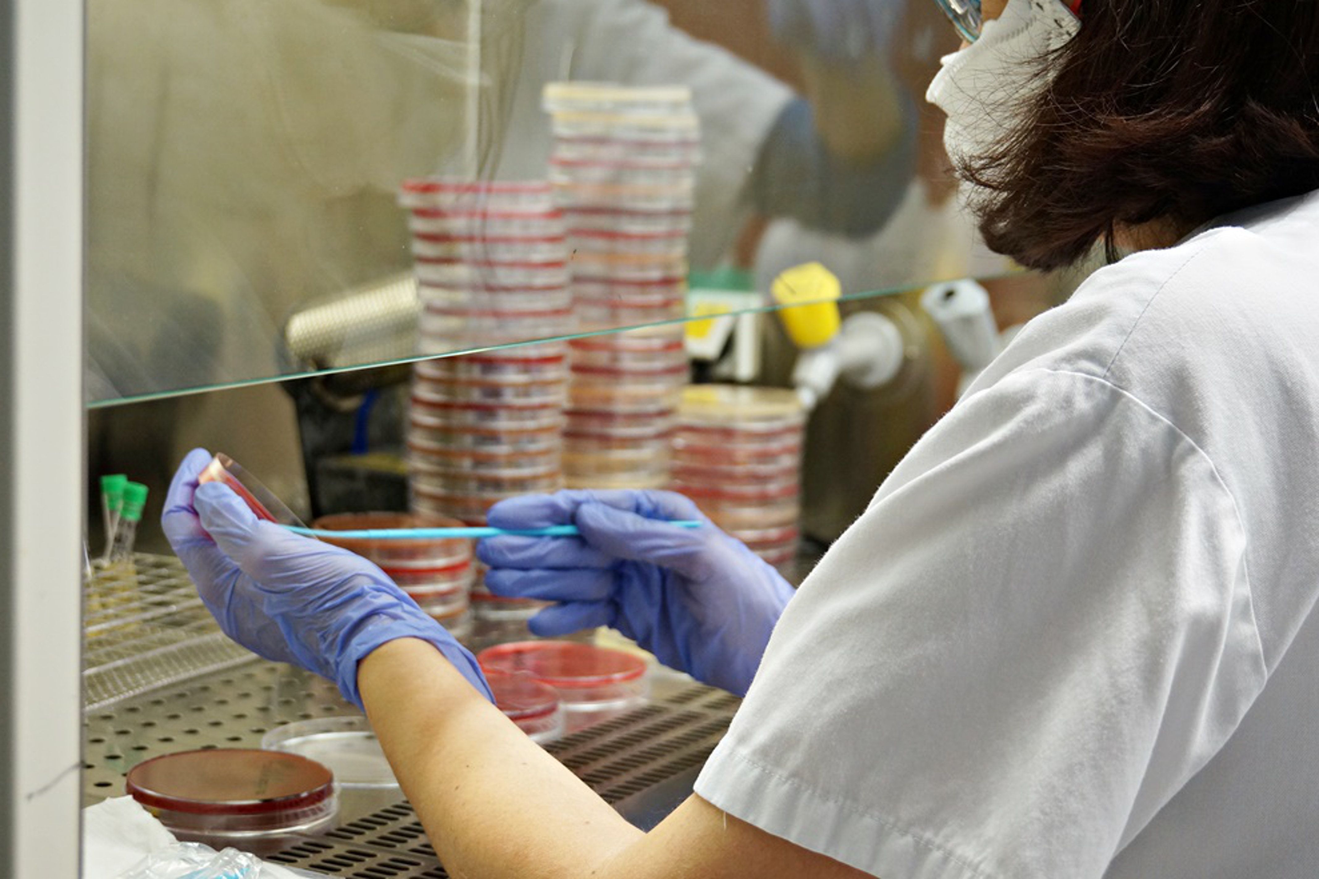 Una persona analitza una prova PCR. FOTO: ACN