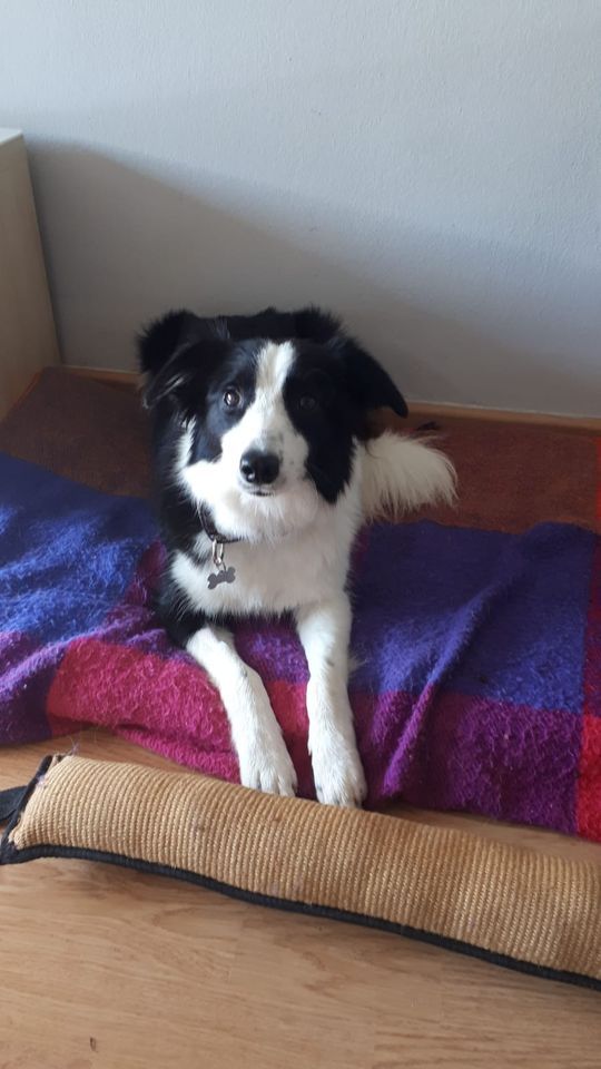 Fotografia de la gossa perduda a Cerdanyola. FOTO: @BASabadell