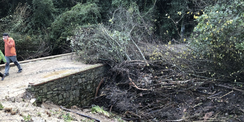 FOTO: Parc Natural de Collserola (desembre 2020)