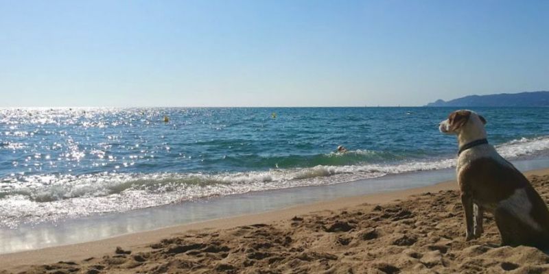 Platja per a gossos de l'Estartit. FOTO: Redacció Platja per a gossos de l'Estartit. FOTO: Redacció