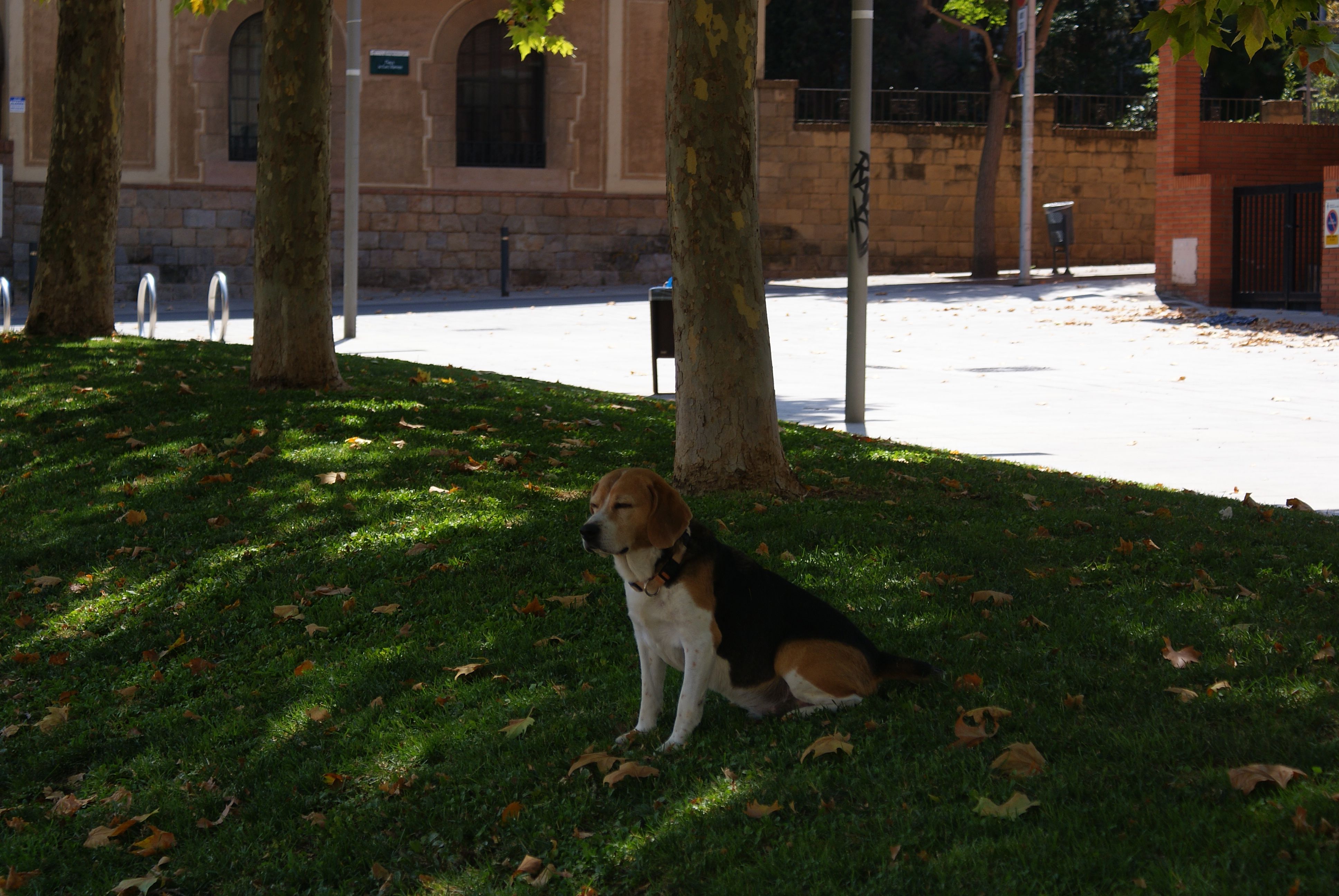 Així ha sigut l'estiu a Cerdanyola. FOTO: Toni Alfaro