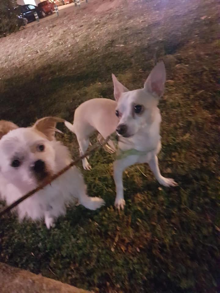 Gossos trobats a Serraparera. FOTO: Facebook