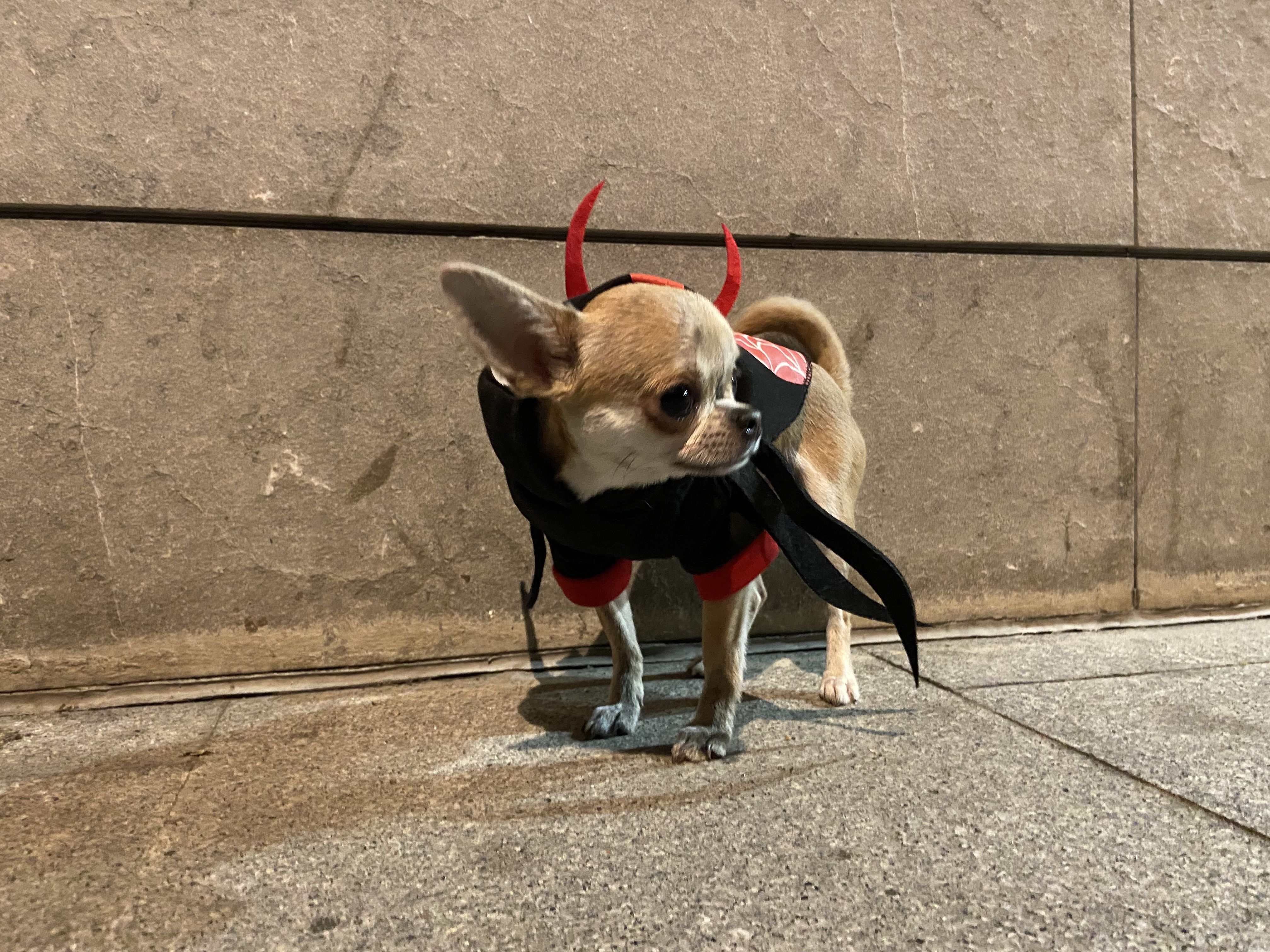 Aquesta mascota també s'ha desfressat la nit de Halloween. FOTO: Nora Muñoz Otero