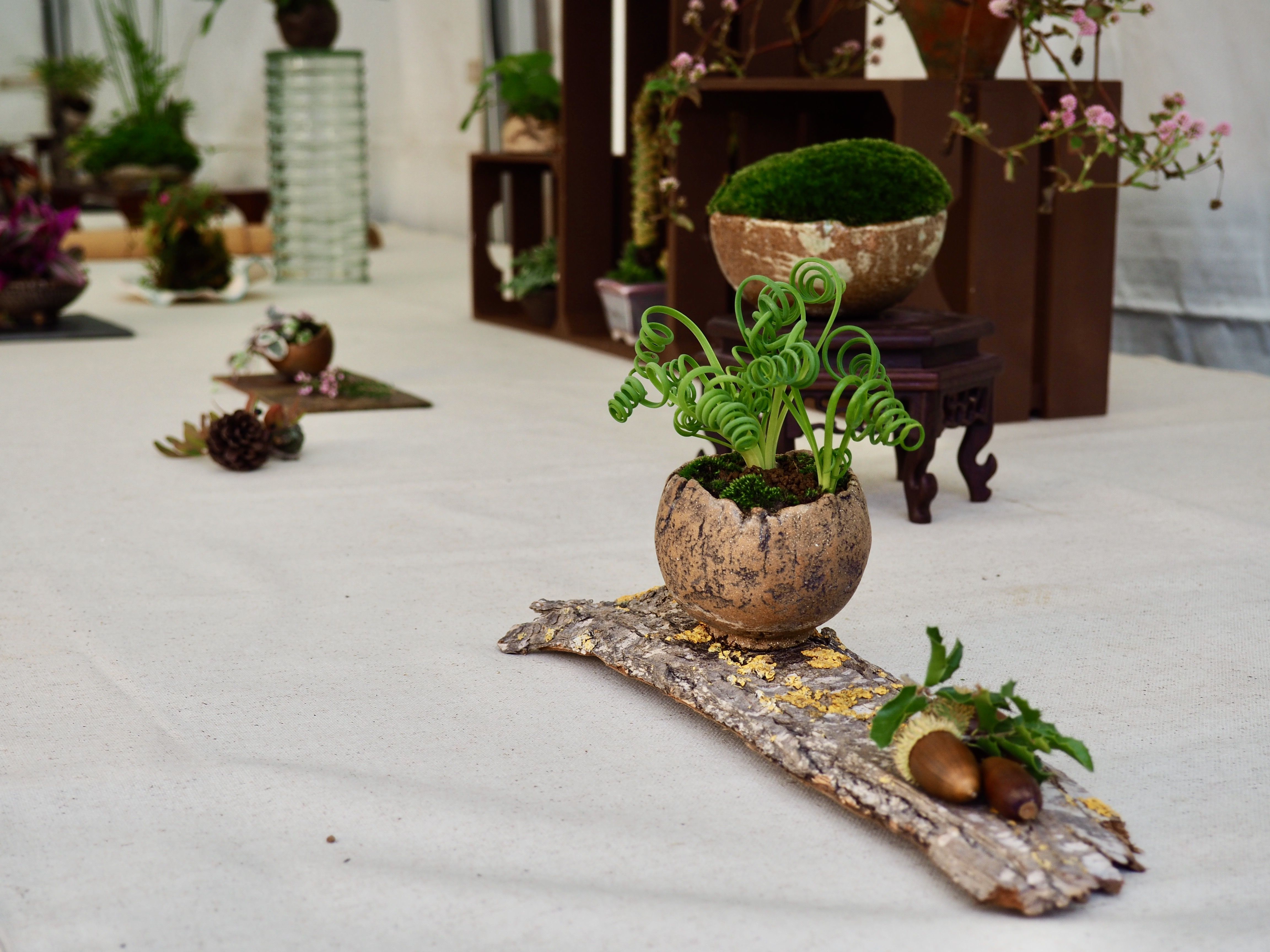 Exposició de l'Associació d'Amics del Bonsai al MAC. FOTO: Mónica García Moreno