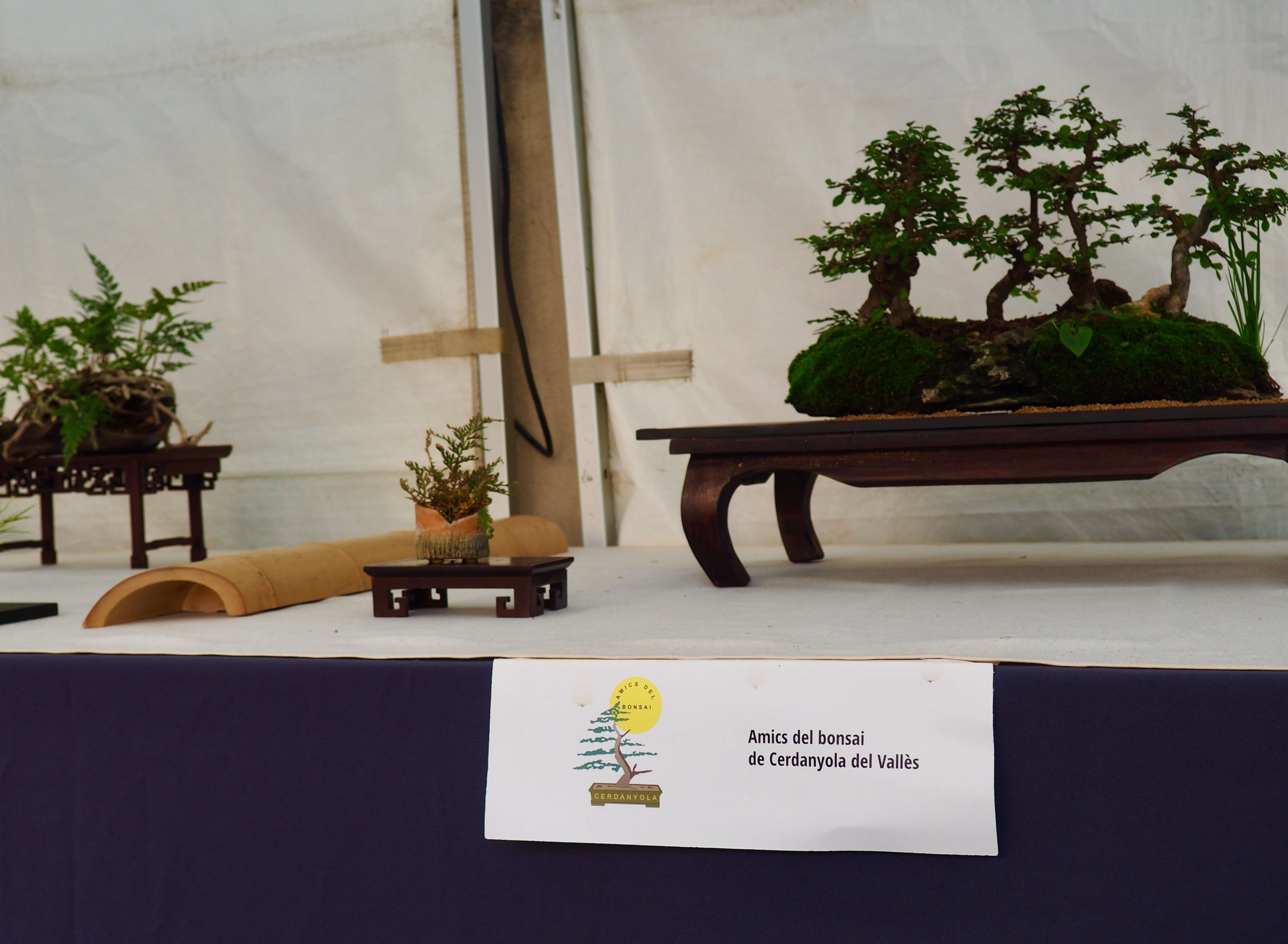 Exposició de l'Associació d'Amics del Bonsai al MAC. FOTO: Mónica García Moreno