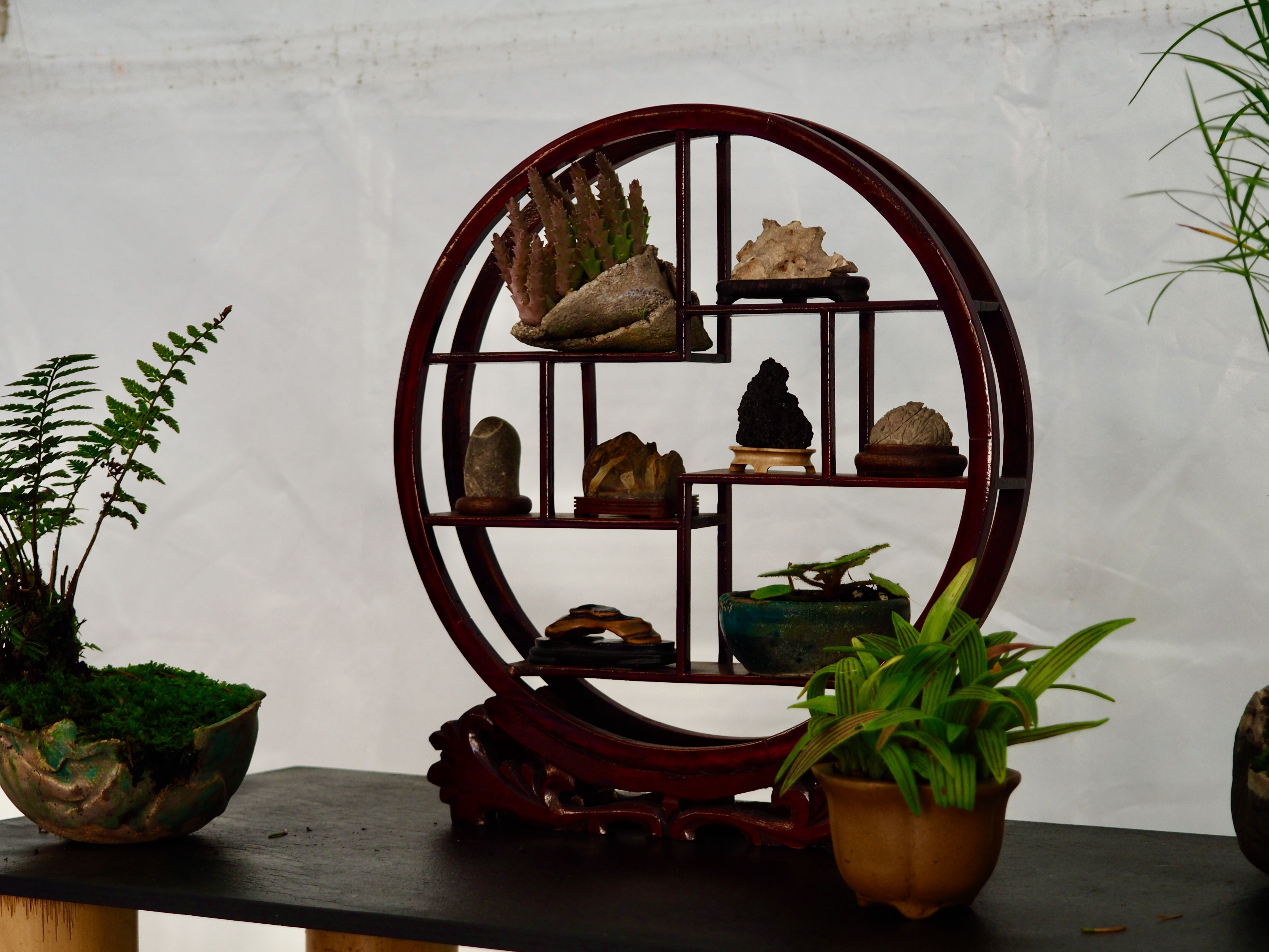 Exposició de l'Associació d'Amics del Bonsai al MAC. FOTO: Mónica García Moreno